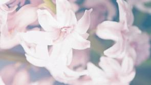 Deaths in Limerick - March 26, 2018