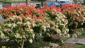 Gardening:   Adaptable shrub fits in well anywhere   
