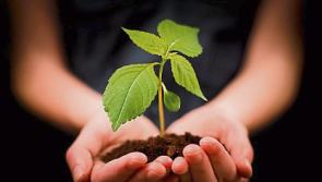 Deadline extended for scheme aiding 'critically important' Irish horticulture sector