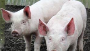 Irish pig farmers begin receiving PEPS2 payments worth up to &euro;100,000