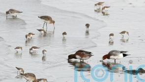 Miche&aacute;l Martin plans to propose citizens' assembly on loss of biodiversity to Cabinet