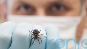 NUIG scientists publish first record of noble false widow spider feeding on bat