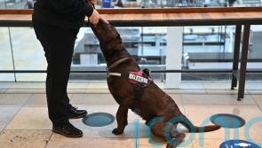 Sniffer dogs can identify Covid-positive airport passengers, European research finds