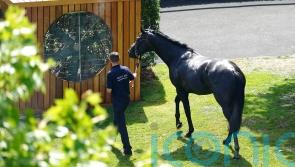 Horses keep their cool as temperatures rise at Royal Ascot