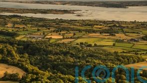 Ancient woodland in Northern Ireland to open to visitors for first time in 500 years