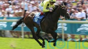 Without A Fight lands knockout blow at York