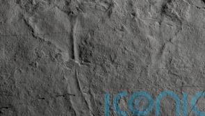 REVEALED: How old is the fossil of the earliest known animal predator?