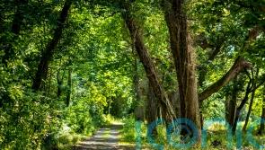 Northern Irish woodland opens to the public for first time in five centuries