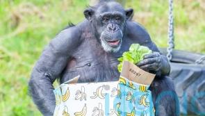 Chimpanzee celebrates milestone birthday at Belfast Zoo despite 2020 stroke