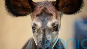 Dublin Zoo announces birth of endangered okapi calf