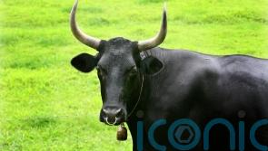 Escaped bull races through streets and into bank