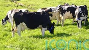 Fears for more than 50 jobs at Galway dairy plant after sale of milk interests