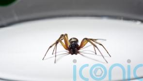 False widow spiders 230 times more poisonous than native Irish spiders