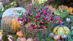 GUIDE: How to refresh your garden for autumn