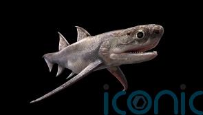 Fossil teeth discovered belonging to 440 million-year-old creature