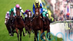 Desert Crown enjoying time in the paddock with season at an end