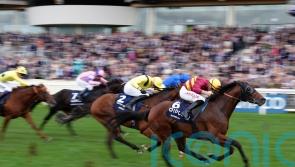 Bayside Boy retired to stand at Ballylinch Stud