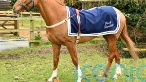 Horse named in honour of late Queen finds friend in a corgi