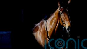 Dance &lsquo;incredibly proud&rsquo; of Bravemansgame&rsquo;s Cheltenham defeat