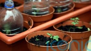 Plants make noises when stressed &ndash; scientists