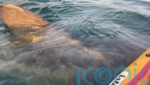 Two women describe 'surreal' experience off Irish coast as basking shark swims under kayak