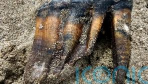 Woman walking on beach finds ancient mastodon tooth