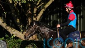 Jubilee challenger Artorius delighting Freedman in Ascot prep
