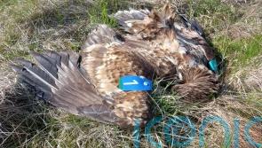 Irish deputy premier expresses dismay at poisoning of eagle in Co Antrim