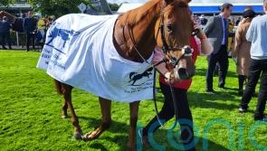 Ocean&rsquo;s quest proves successful at Naas