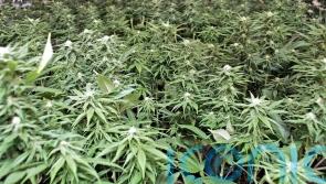 1.2 million euro of cannabis seized in Dublin area