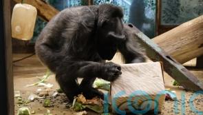 Second oldest gorilla in Europe celebrates 60th birthday at zoo in Ireland