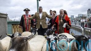 Celebrity chef Richard Corrigan herds sheep over bridge in London