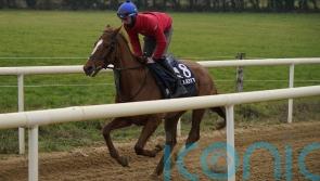 High-class hurdler Pied Piper firmly on Cesarewitch trail