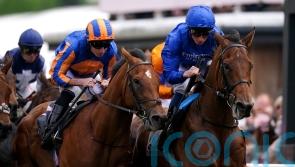 Local Dynasty seeking November Handicap riches