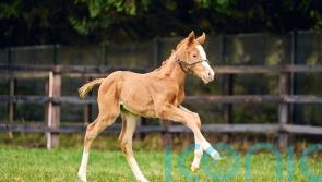 First foal of Stradivarius born at National Stud