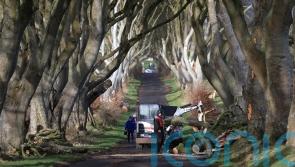 'It is very sad' - Northern Irish trees made famous by Game of Thrones felled by Storm Isha