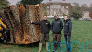Ancient oak which fell in storm to live on as casks for revived whiskey brand