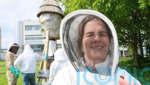 Researchers call on citizen scientists to support &lsquo;Plan Bee&rsquo;