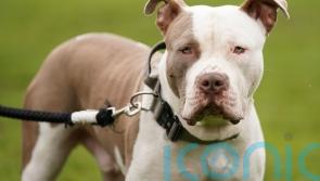 Ireland to ban XL bullies