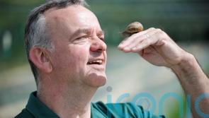 Monaghan farmer plays matchmaker with &lsquo;lonely hearts&rsquo; snails