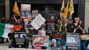 Protest at Danish embassy in Dublin calling for anti-whaling activist&rsquo;s release