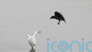 Plan to improve water quality and restore freshwater habitats launched