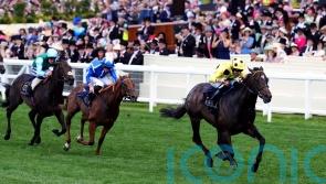 Haggas hoping Forest will blossom given further to travel