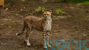 Cheetah dies at zoo after short illness