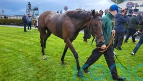 Buddy One makes winning start to life over fences at Galway