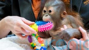 Baby orangutan taken in by Dorset monkey sanctuary