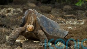 Online world mourns species extinction, but only for short time &ndash; research