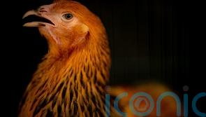 Restrictions to stop spread of avian flu introduced in Northern Ireland