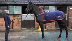 Nicholls looking to novice mares for Festival success