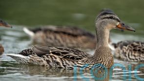 More than &pound;17m awarded for cross-border water quality projects